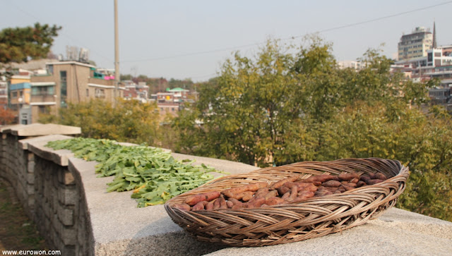 Batatas y grelos secándose al sol en la muralla de Seúl