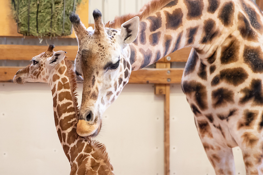 A Giraffe Calf Grows Up (Baby Animals)