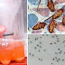 A Powerful Homemade Recipe That Makes Mosquitoes and Cockroaches Fall Dead Immediately!