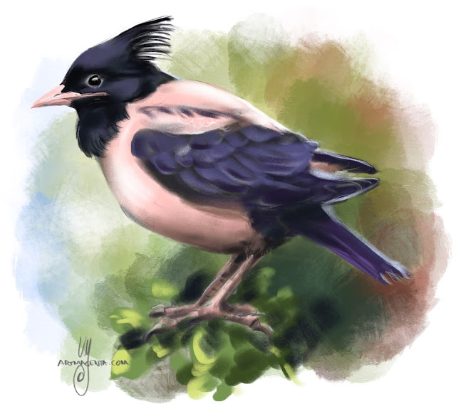 Rosy starling bird painting by Artmagenta