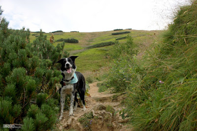 Ruby bevár border collie on a mountain track in the Low Tatra Slovakia