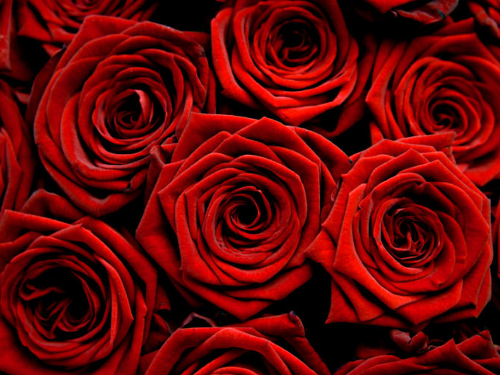 Flowers Wallpapers: Red Roses Flowers Wallpapers