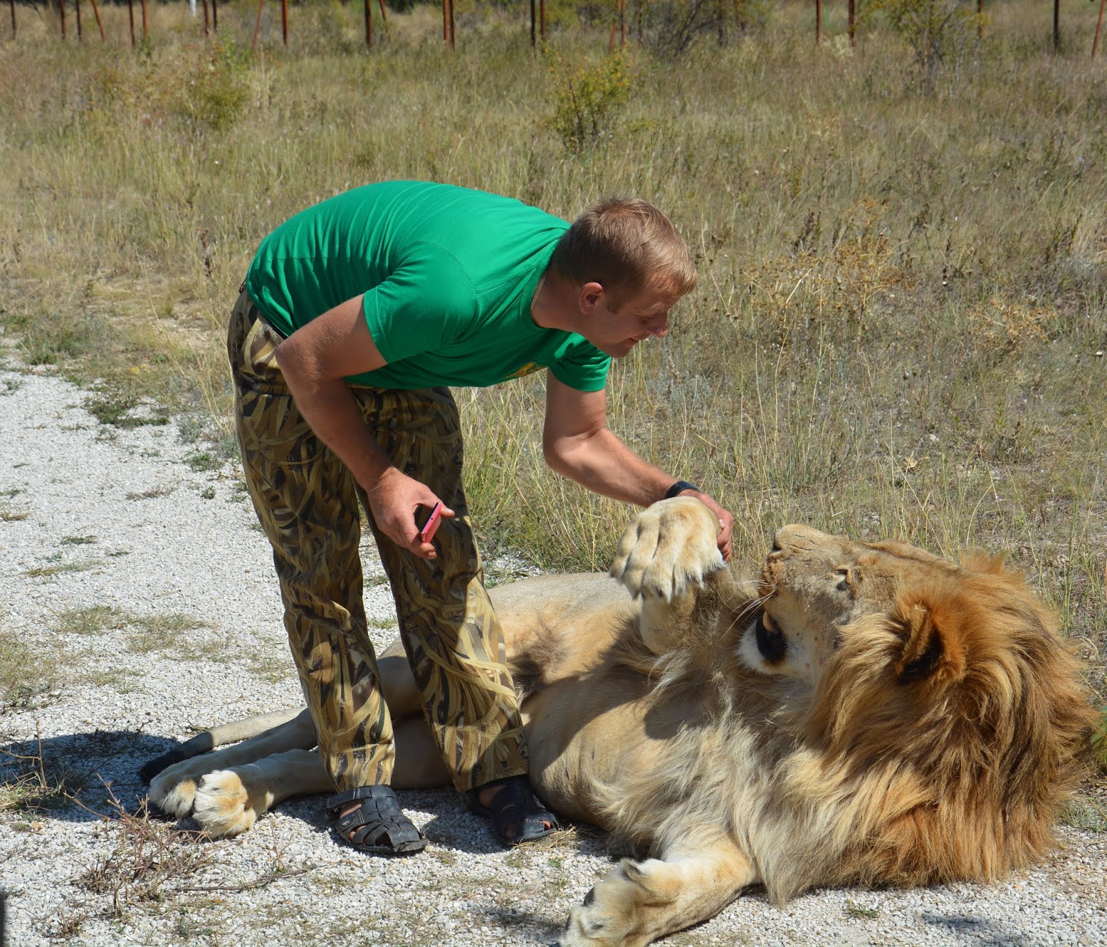 шерхан и асада львичка тайган. тайган сафари парк олег зубков. тайган сафари лев лорд. тайган лев чип дейл. львица азиза парк тайган.