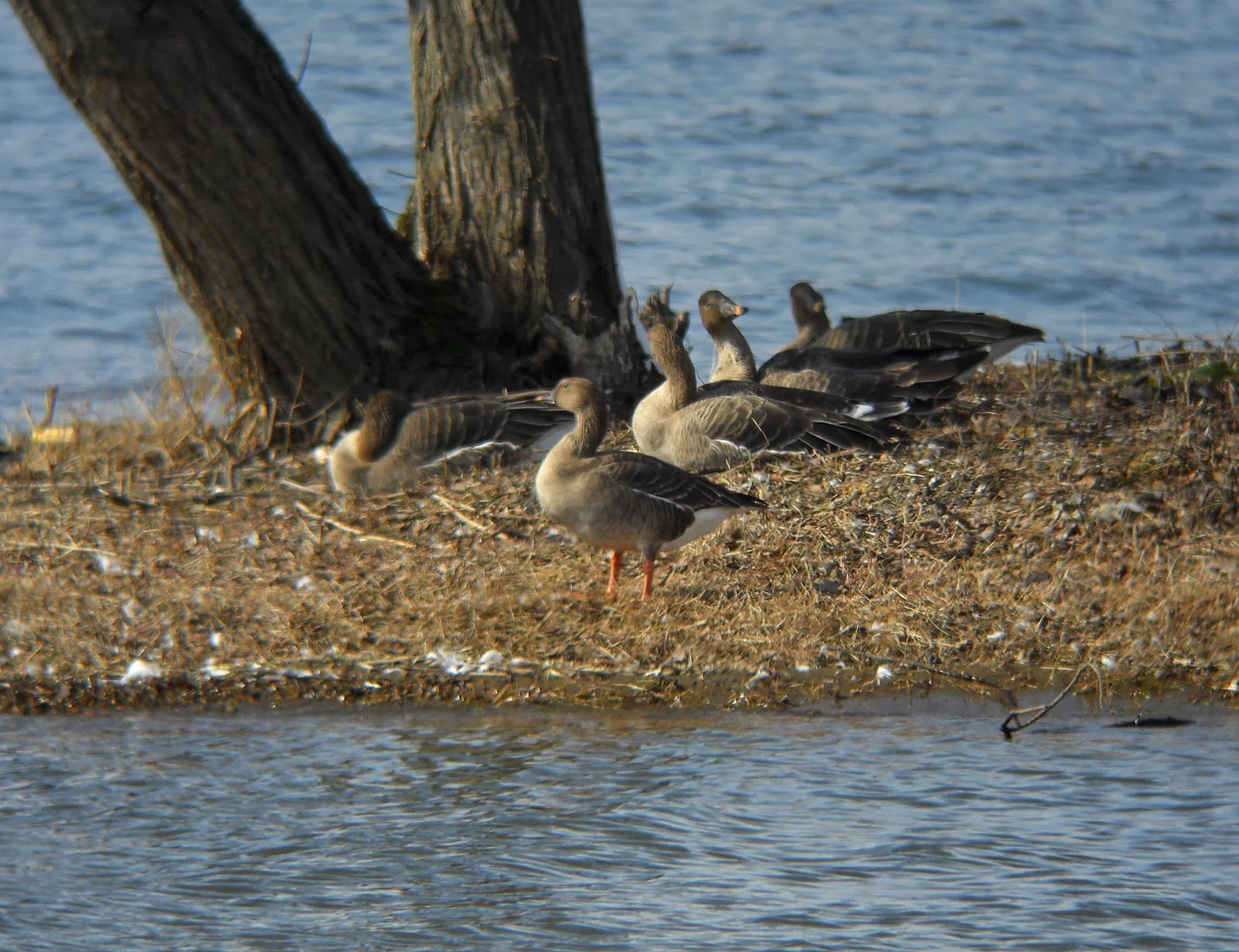 BIRDING Kyoto, Kansai and Japan Taiga (Middendorff's) Bean Goose on