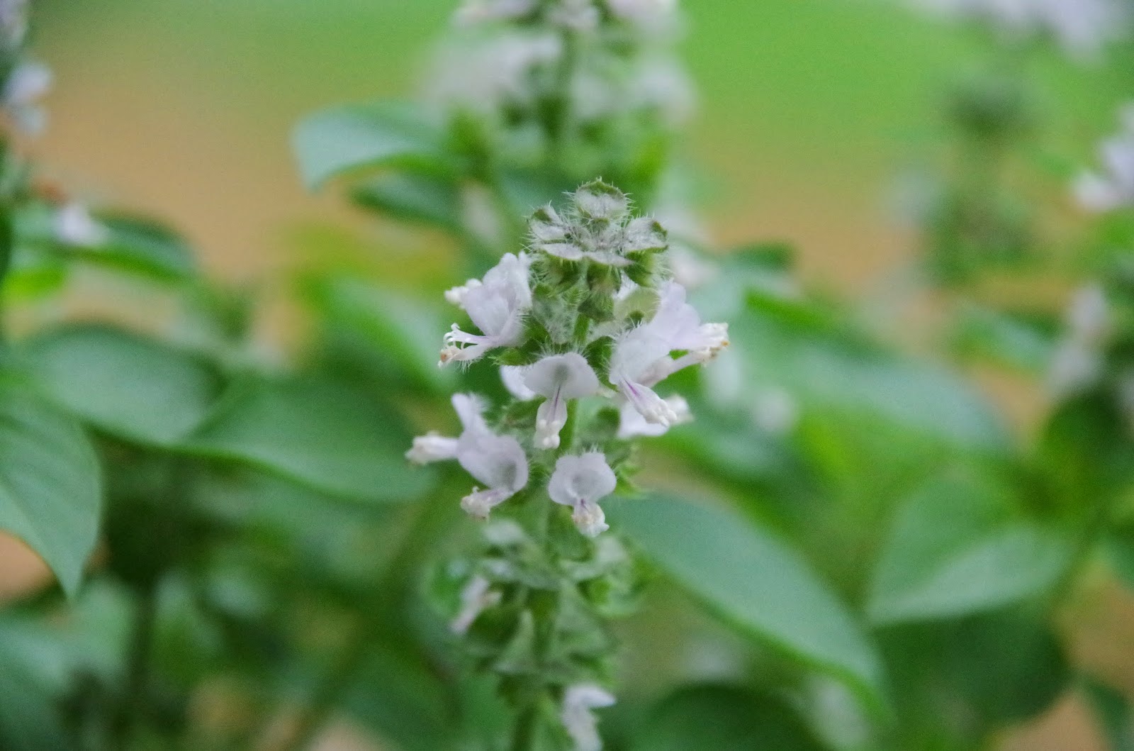 Trees and Plants Basil (Floral Spires White Basil)