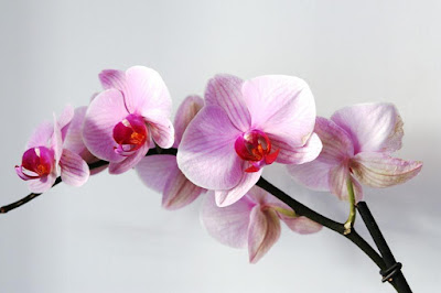 Tudo Sobre Orquídeas