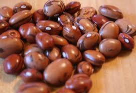 New World Food: Harvest Ingredient 18: New World Beans