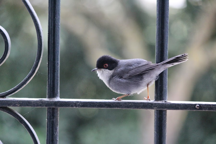 Sylvia melanocephala