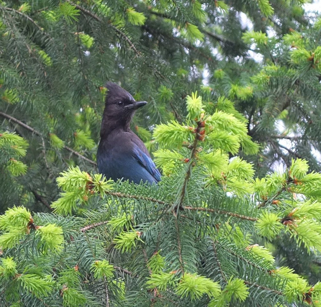 Stellar's jay parent