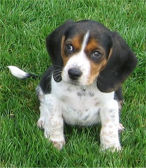 beagle puppies mini puppy pocket beagles miniature teacup foxhound english dog tea cup hound toy info months olde cute am