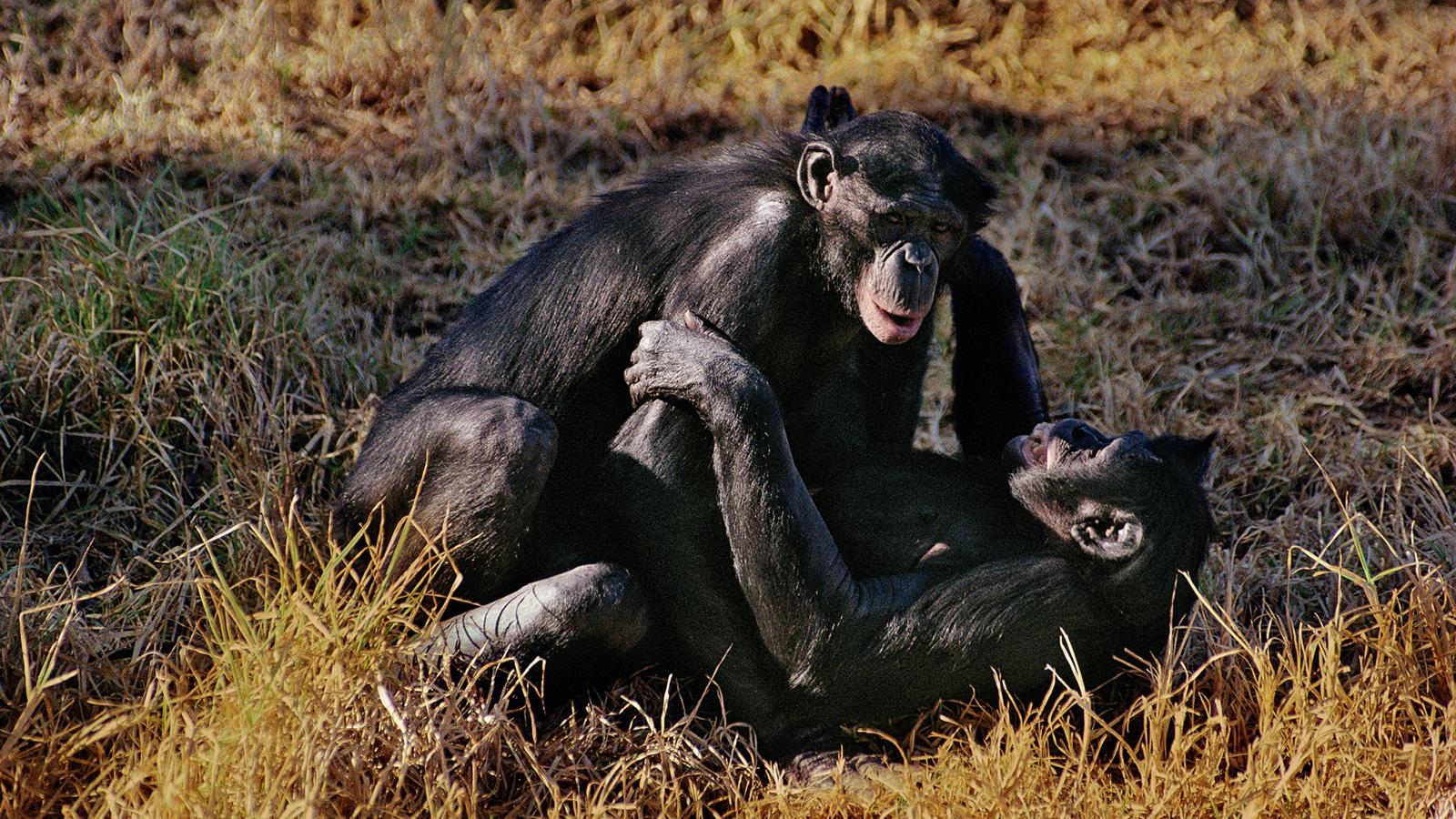 Спаривание 18. Бонобо обезьяна. Шимпанзе бонобо спариваются. Сношение обезьян. Животные сношениях с людьми.