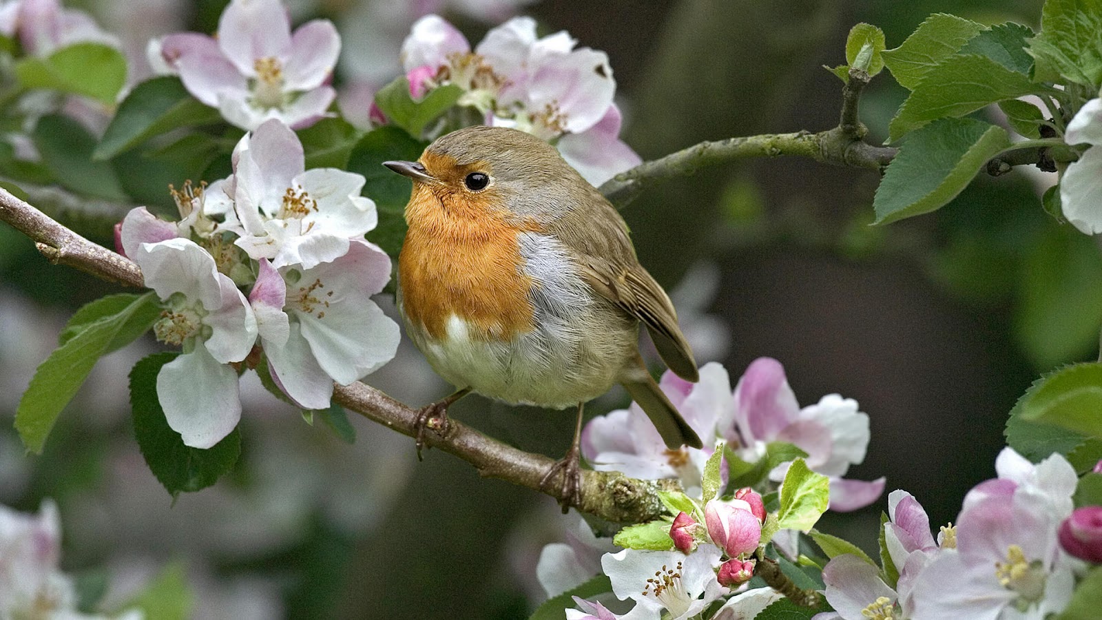 Bird sitting in a tree with flowers - All Best Desktop Wallpapers