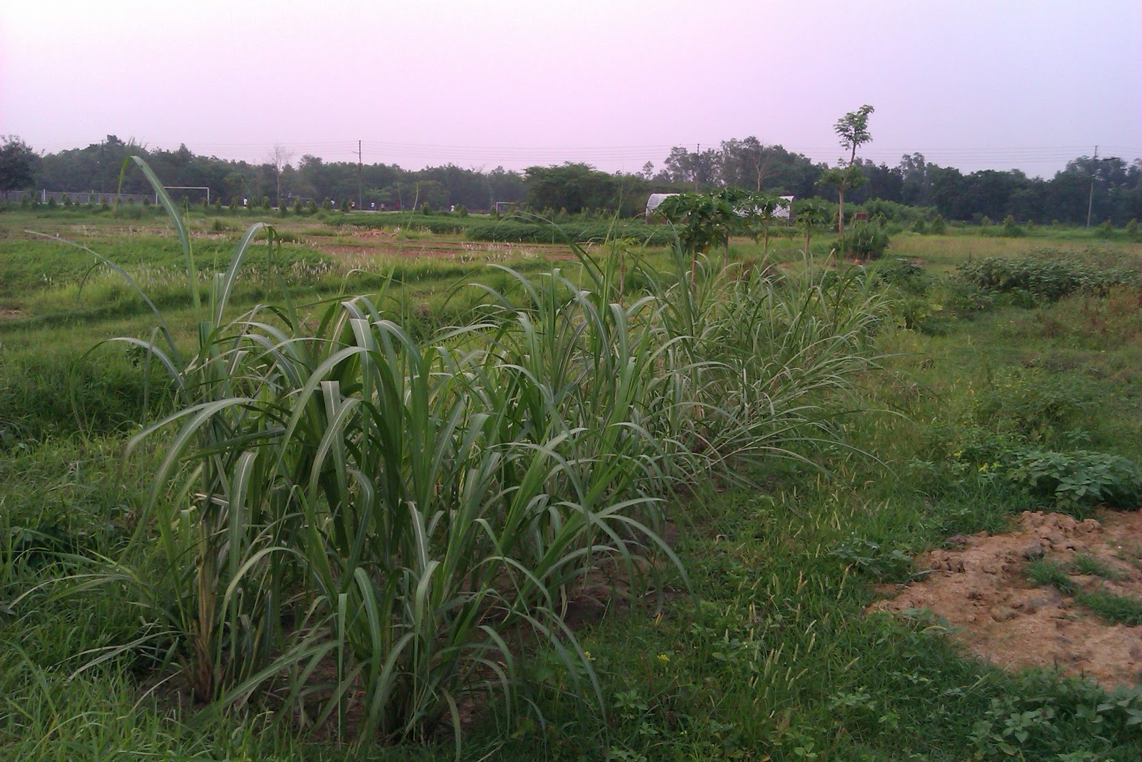 FIELD CROPS OF BANGLADESH Sugar Crops
