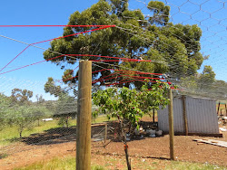 fox chicken proof coop run