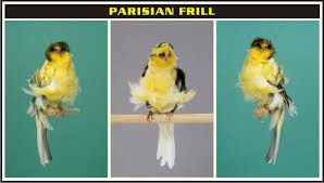 Burung Kenari Northern Dutch Frilled - Solusi Burung Kenari - Mengenal Burung Kenari Northern Dutch Frilled Burung Kenari Northern Dutch Frilled - Solusi Burung Kenari - Mengenal Burung Kenari Northern Dutch Frilled