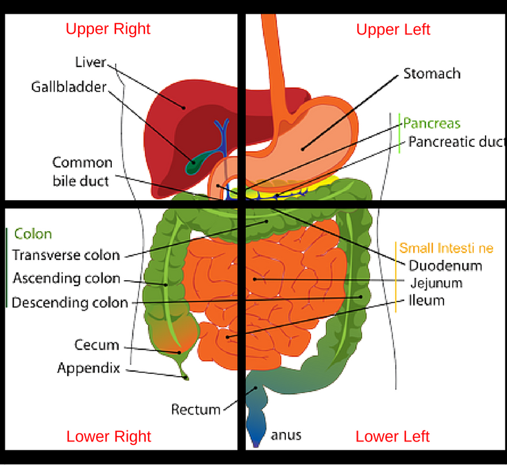 Quadranten Abdomen