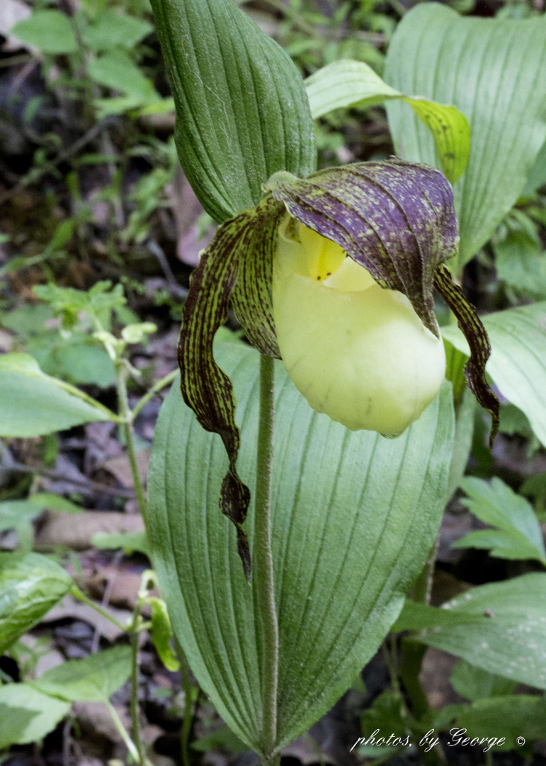 "What's Blooming Now" Southern Lady's Slipper (Cypripedium kentuckiense)