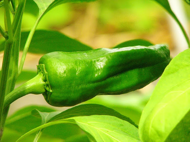 Poivron cultiver des poivrons au jardin bio