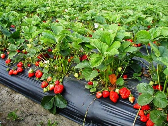 11 Manfaat Strawberry bagi kesehatan Tubuh - Manfaat Buah-Buahan