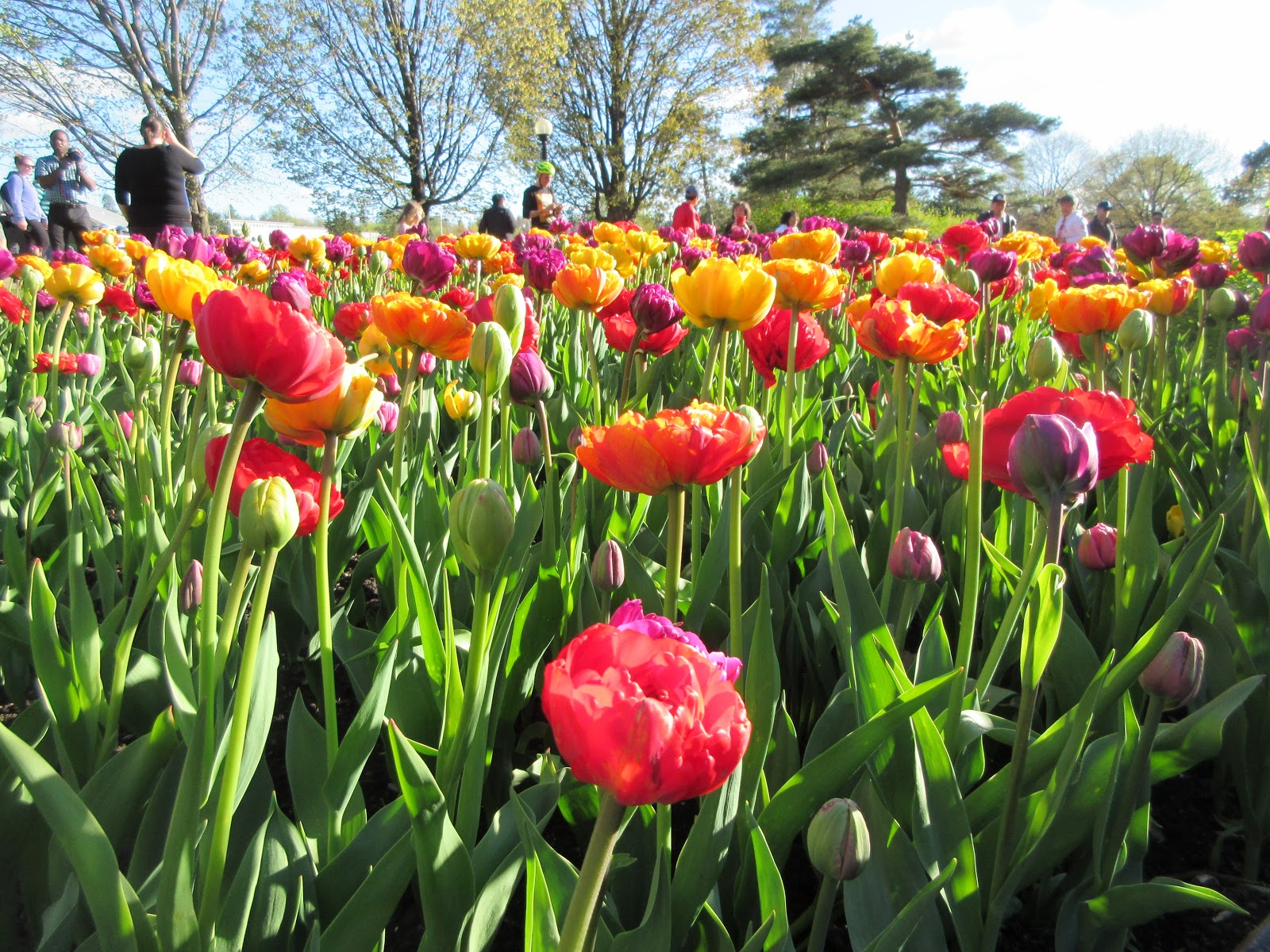 Marlene's Space: Tulip Festival 2017