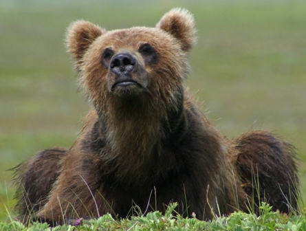 Encyclopaedia of Babies of Beautiful Wild Animals: The Brown Bear Cub lessons after hibernation