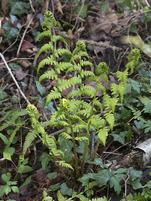 Male Fern, Dryopteris filix-mas.  Darrick Wood, 21 April 2012.