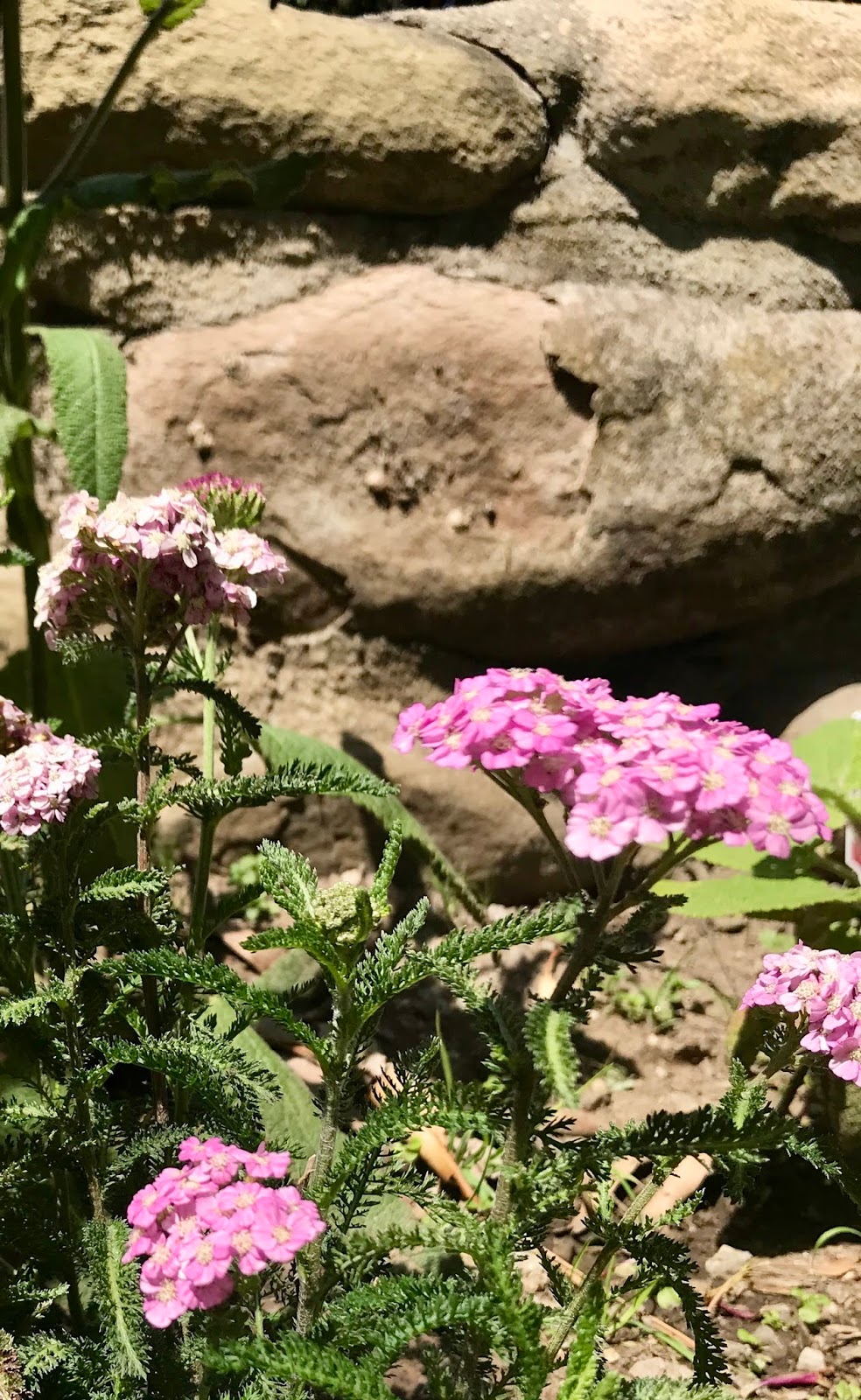 On Discovering A Garden Gopher Resistant Plants