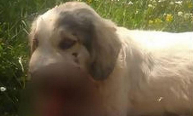Από τροχαίο τελικά ο σκύλος με τα σπασμένα σαγόνια που όμως ο ασυνείδητος οδηγός εγκατέλειψε! Από τροχαίο τελικά ο σκύλος με τα σπασμένα σαγόνια που όμως ο ασυνείδητος οδηγός εγκατέλειψε!