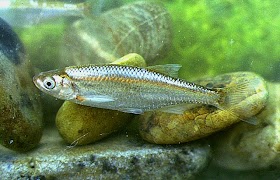 Jenis Ikan Siprinide Atau Cyprinidae