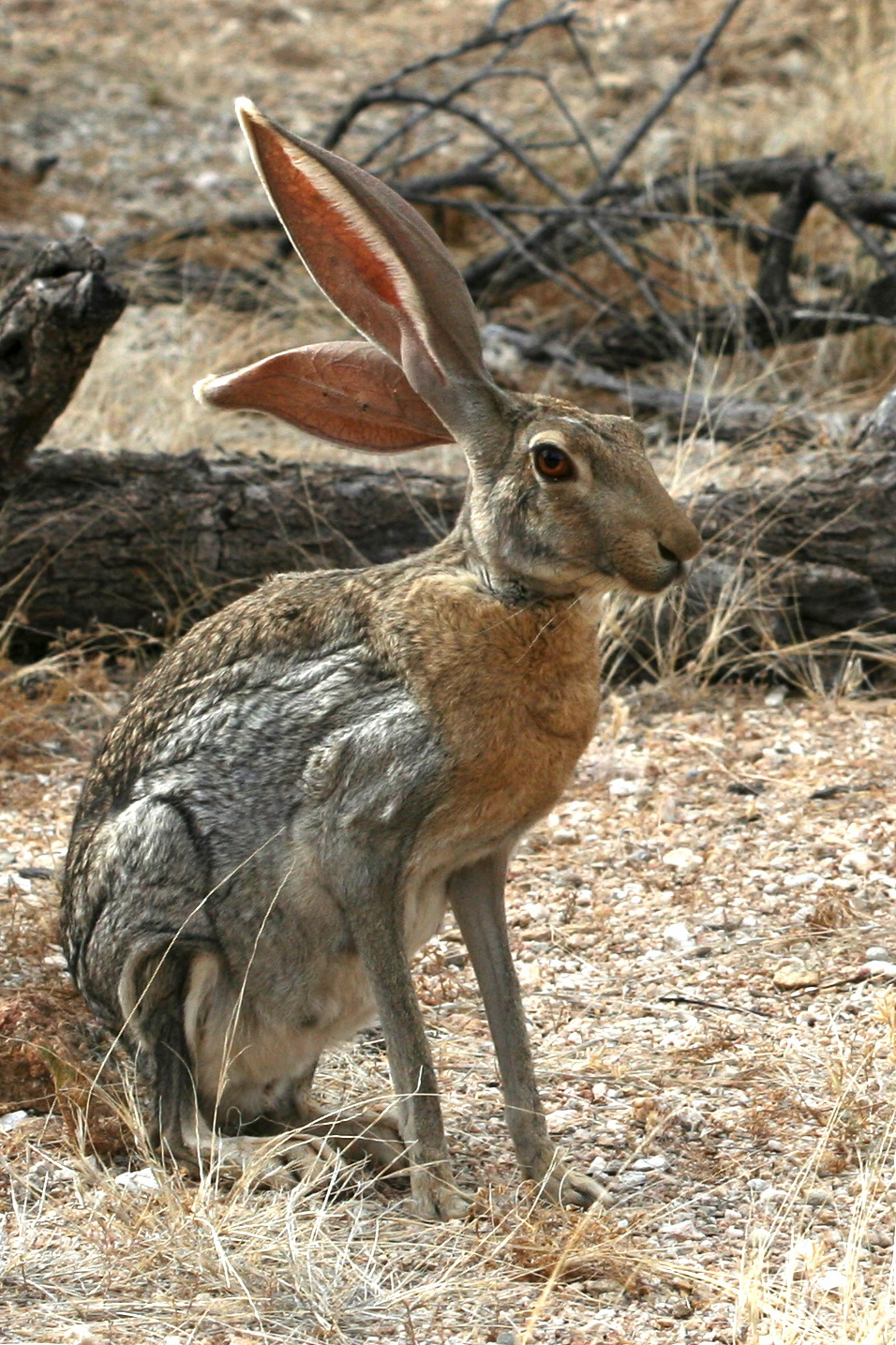 Болотный заяц. Антилоповый заяц. Бушменов заяц. Чернохвостый калифорнийский заяц. Чернохвостый заяц в Сонора.