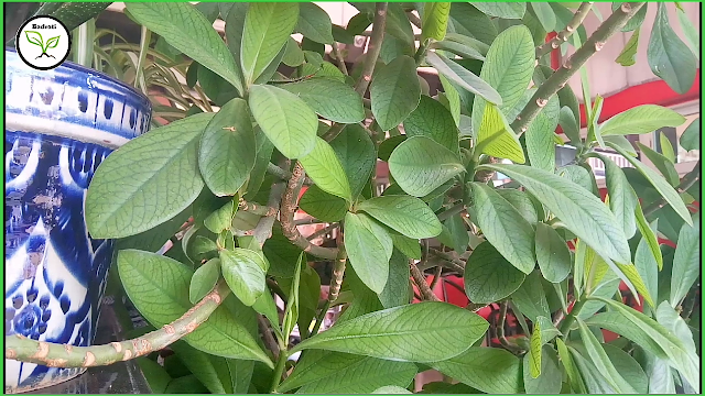 Euphorbia umbellata و هي من عائلة الافوربيا الكبيرة  Synadenium compactum و  Synadenium grantii