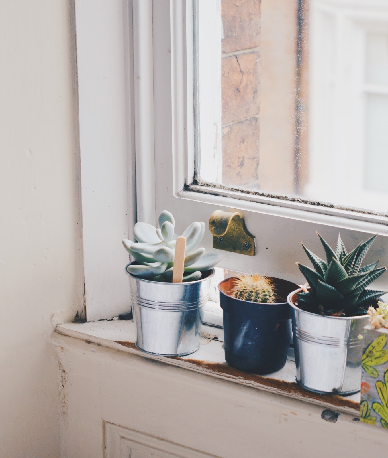 plants on windowsill