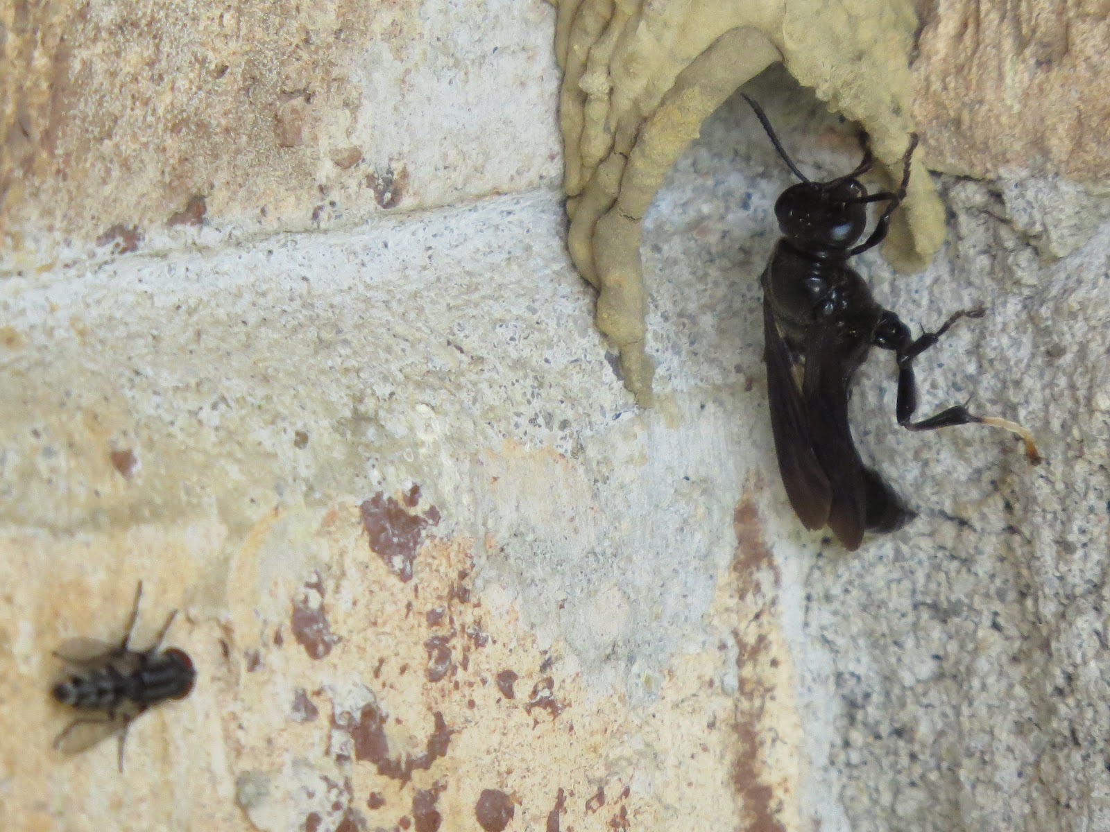 Blue Jay Barrens Pipe Organ Mud Dauber Wasp and Parasitic Fly