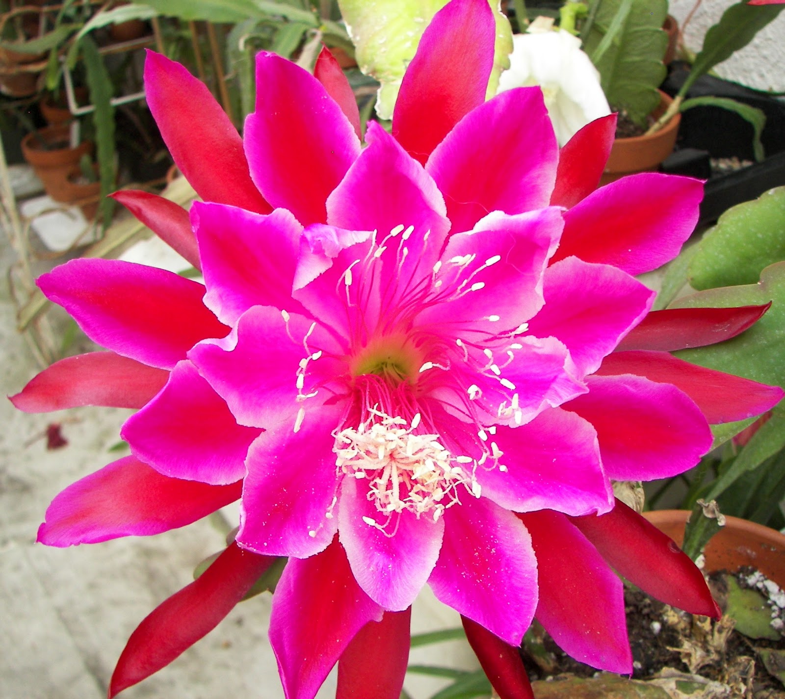 The Epiphyllum Garden 'Vern Hettinger'