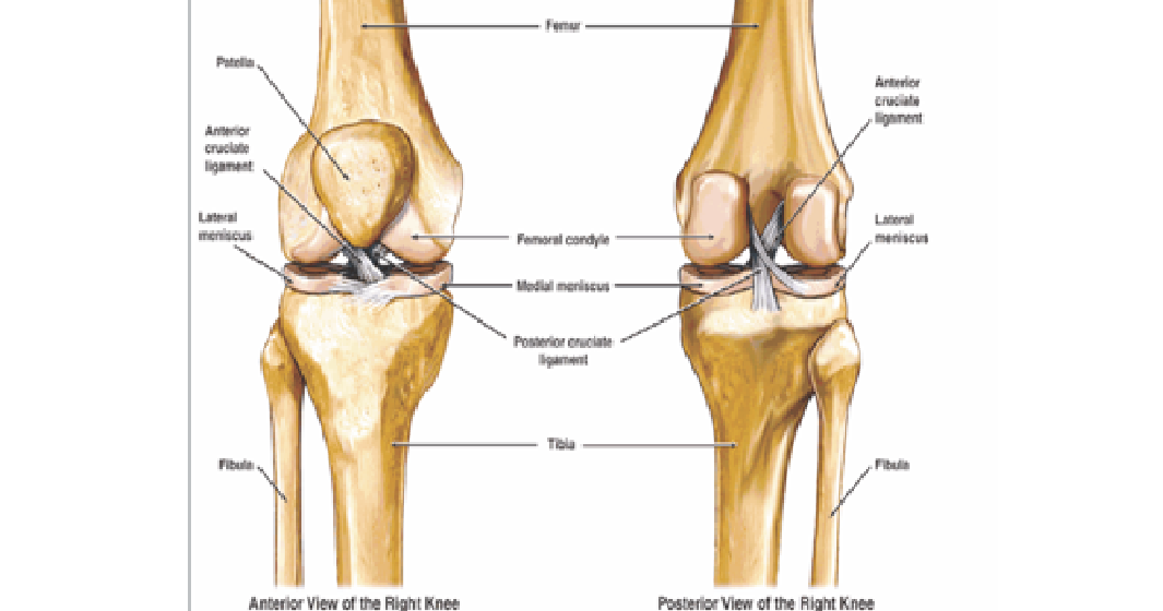 bursa prepatellaris subtendinea