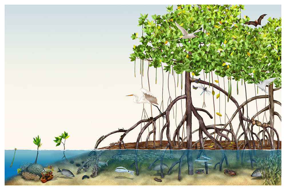 Mangrove ecosystem