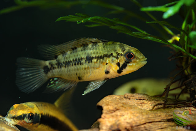 Apistogramma cf. alacrina (Guayas) female