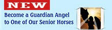 Become a Guardian Angel to a Senior