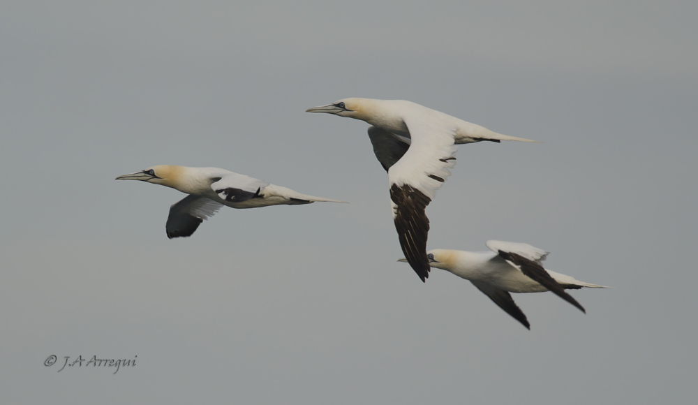 Alcatraz atlántico, Morus bassanus, Northern Gannet Alcatraz atlántico, Morus bassanus, Northern Gannet