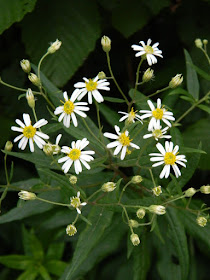 White wood aster Eurybia divaricata at Skyline Trail Cape Breton Highlands National Park by garden muses-not another Toronto gardening blog