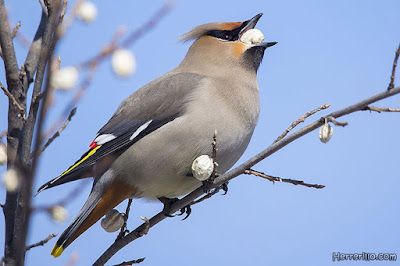 Bohemian waxwing - Bombycilla garrulus