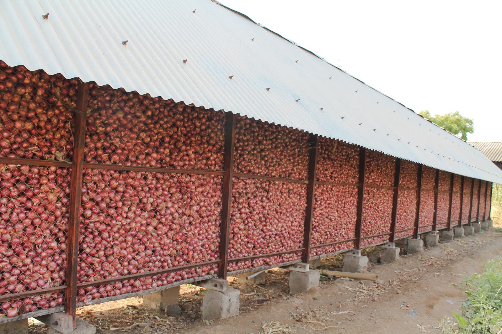 TRAVELLING ACROSS INDIA A NEVERENDING JOURNEY. NASHIK THE ONION