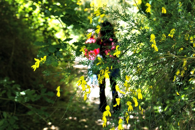 fervenza-casa-rural-lugo-galicia-flores-womantosantiago