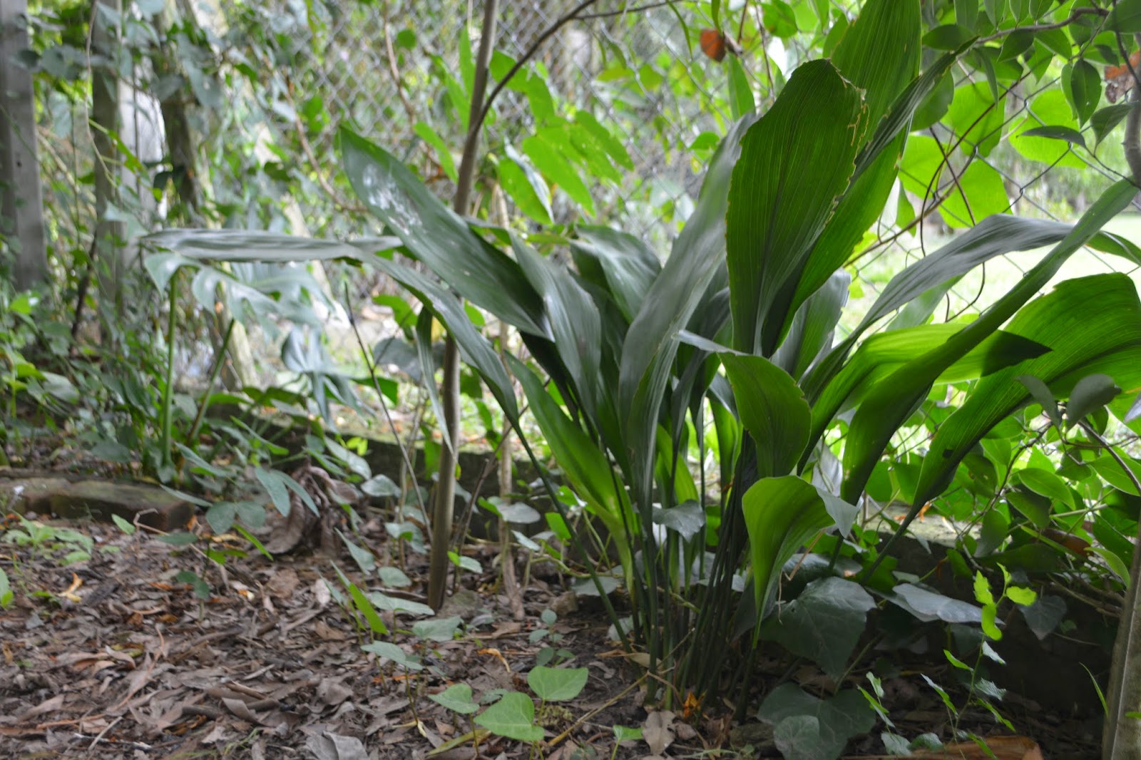 Uso Hoja de salón: Aspidistra. Sombra. 