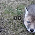 Guy helps baby fox, is rewarded with cuteness (See Video)