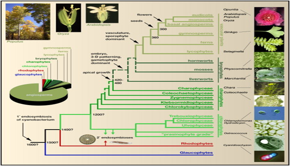17+ plants evolved from green algae approximately million years ago