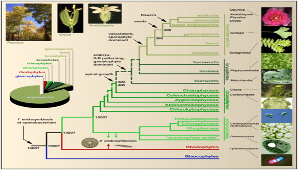 Какова роль человека в эволюции растительного. Достижение эволюции растений. Эволюция растений картинки. Эволюция растений Вебиум. Таблички Эволюция растений мховые.