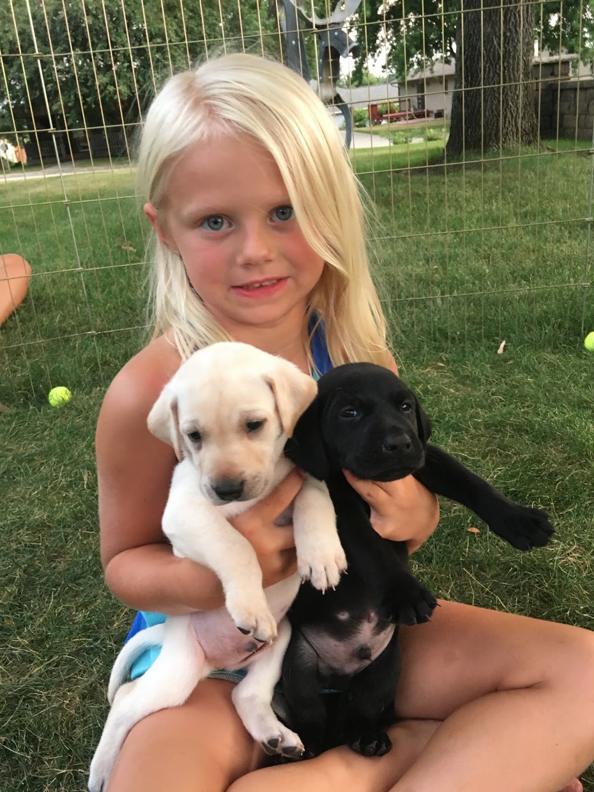 Rock Solid Pointing Labs 5 Weeks Old