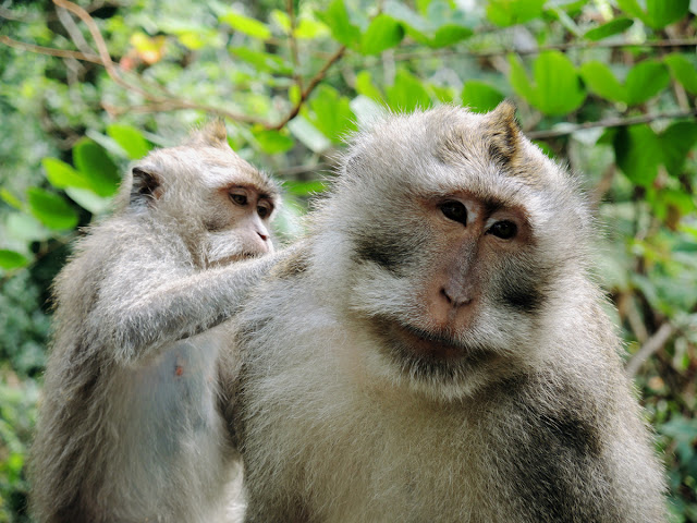 Sacred Monkey Forest Sanctuary, taman monyet, Mandala Wisata Wanara Wana