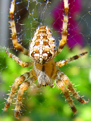 Spinnen, spider, araignée, arañas, ragno, паук, con nhện Spinnen, spider, araignée, arañas, ragno, паук, con nhện, Spinning, spin, tjerrje, predenje, предене, ämblik, hämähäkki, araignée, αράχνη, labah-labah, ragno